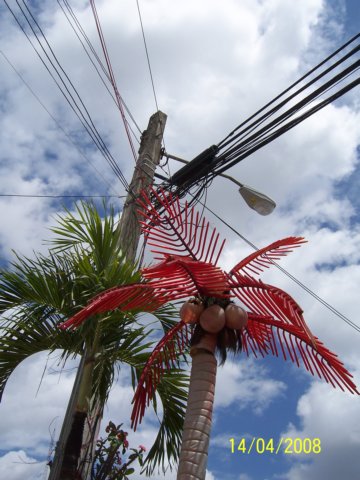 notenoughpalms2.jpg