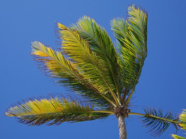palme2.jpg