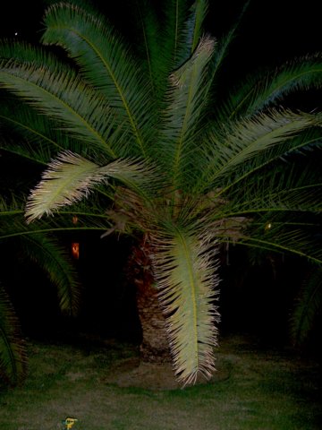 palme4.jpg