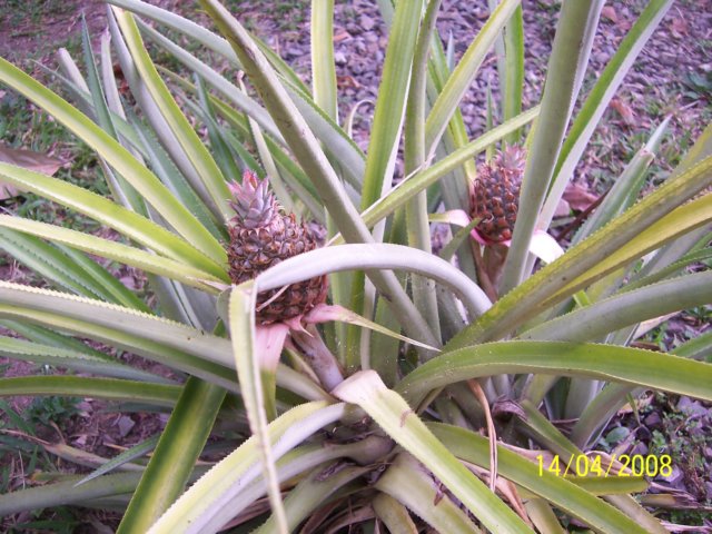 pineappleananas.jpg